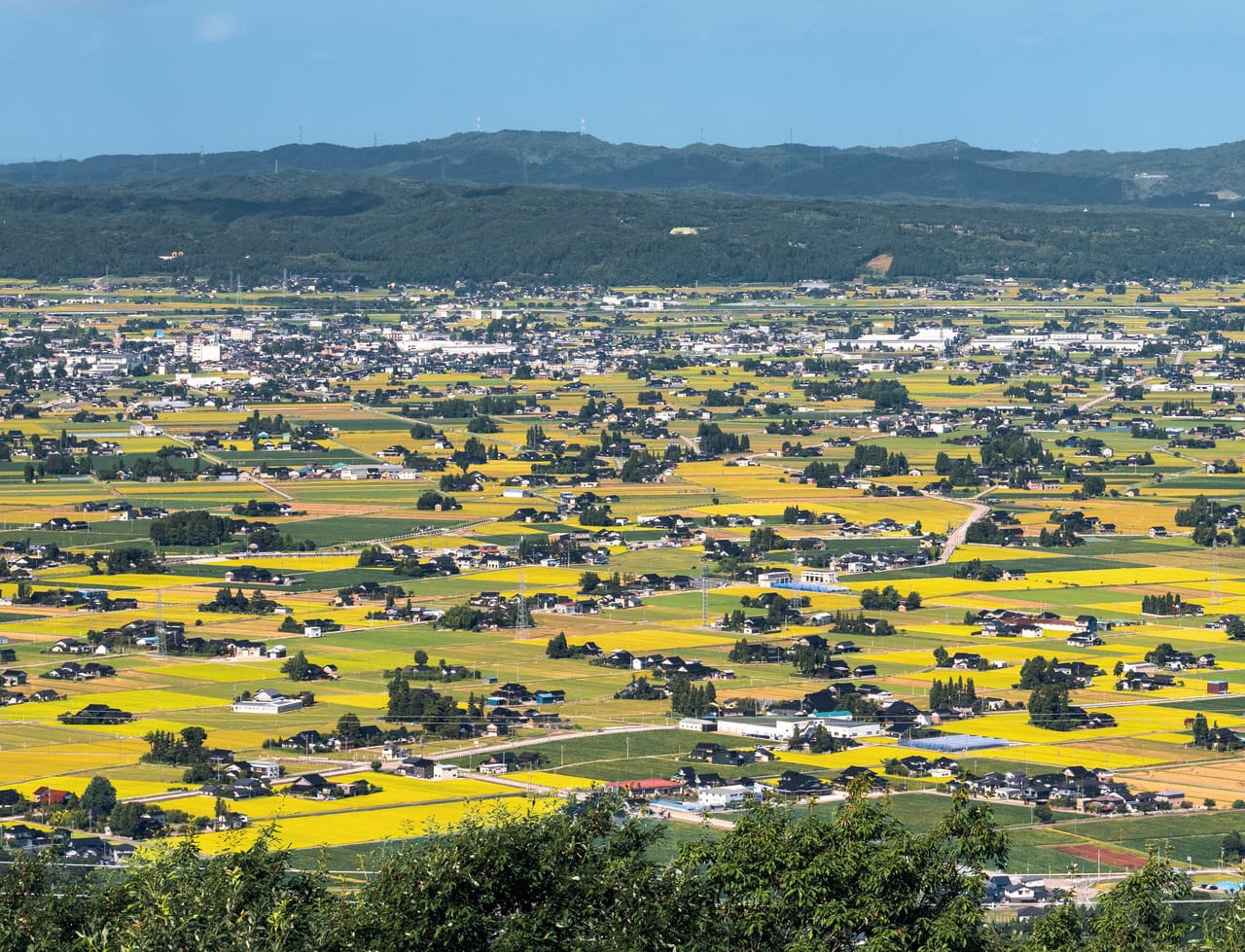 黄金色の田んぼが広がる散居村の風景