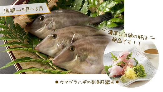 ウマヅラハギ 刺身肝醤油