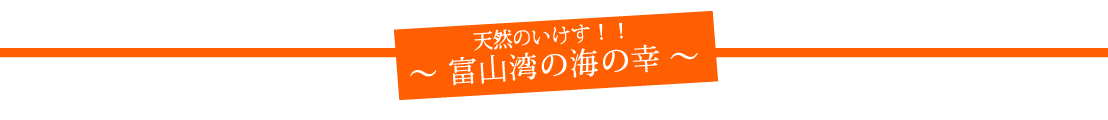 天然のいけす!!富山湾の海の幸