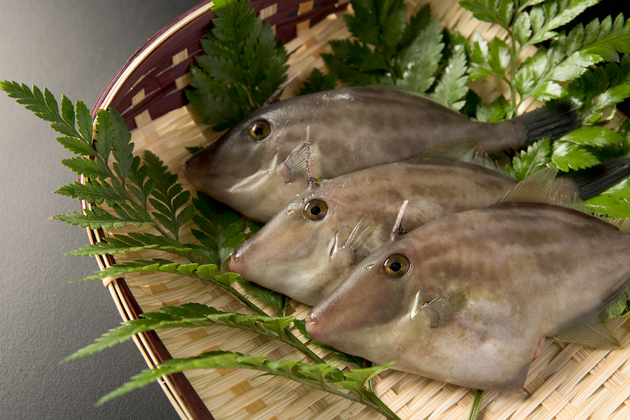 ウマヅラハギ｜富山の食材 検索｜越中とやま食の王国 富山県の食文化を