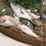海老よし