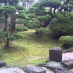 大根の花