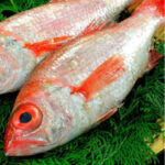 きときと　釣谷鮮魚店